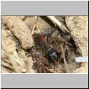 Tachysphex obscuripennis - Grabwespe w11k 8mm mit Schabe - Sandgrube Niedringhaussee.jpg